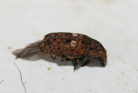 Fungus Weevil (Euparius sp.) At porchlights near an overgrown backyard habitat in NW Georgia.

Still waiting on ID confirmation for this one!
https://www.jungledragon.com/image/64910/fungus_weevil_euparius_sp.html
 Geotagged,Summer,United States