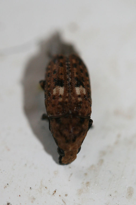 Fungus Weevil (Euparius sp.) At porchlights near an overgrown backyard habitat in NW Georgia.<br />
<br />
Still waiting on ID confirmation for this one!<br />
<figure class="photo"><a href="https://www.jungledragon.com/image/64909/fungus_weevil_euparius_sp.html" title="Fungus Weevil (Euparius sp.)"><img src="https://s3.amazonaws.com/media.jungledragon.com/images/3231/64909_thumb.jpg?AWSAccessKeyId=05GMT0V3GWVNE7GGM1R2&Expires=1759968010&Signature=y8jPhLpuNH2g%2BSgULhT%2FpliC18c%3D" width="200" height="136" alt="Fungus Weevil (Euparius sp.) At porchlights near an overgrown backyard habitat in NW Georgia.<br />
<br />
Still waiting on ID confirmation for this one!<br />
https://www.jungledragon.com/image/64910/fungus_weevil_euparius_sp.html<br />
 Geotagged,Summer,United States" /></a></figure><br />
 Geotagged,Summer,United States