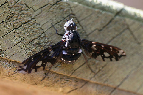 Tiger Bee Fly (Xenox tigrinus) Resting on a picnic table at a clearing in a dense mixed hardwood/coniferous forest in NW Georgia (Gordon County), US.

Xenox tigrinus is a parasitoid of carpenter bees. Female Tiger Bee Flies seek out holes (made by carpenter bees) in wood in order to lay eggs alongside carpenter bee eggs. Both the carpenter bee and tiger bee fly larvae hatch side-by-side, and the fly larvae will then feed on the carpenter bee larvae! Geotagged,Summer,Tiger bee fly,United States,Xenox tigrinus
