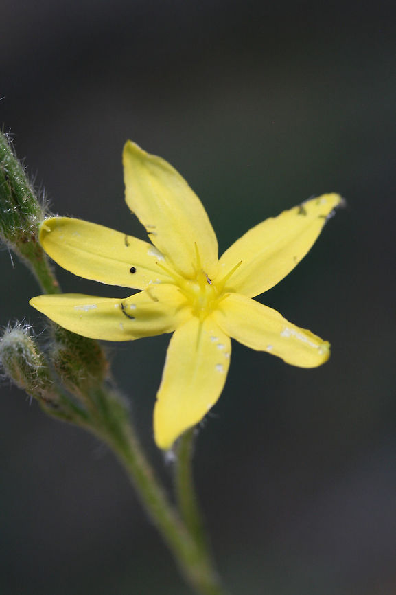 Yellow Star Grass (Hypoxis hirsuta) Growing at the top of a ridge at the edge of a dense mixed hardwood/coniferous forest in NW Georgia.<br />
<figure class="photo"><a href="https://www.jungledragon.com/image/64915/yellow_star_grass_hypoxis_hirsuta.html" title="Yellow Star Grass (Hypoxis hirsuta)"><img src="https://s3.amazonaws.com/media.jungledragon.com/images/3231/64915_thumb.jpg?AWSAccessKeyId=05GMT0V3GWVNE7GGM1R2&Expires=1763596810&Signature=pcv8NKh5ajwP%2BIpWbieiukIH2l8%3D" width="200" height="200" alt="Yellow Star Grass (Hypoxis hirsuta) Growing at the top of a ridge at the edge of a dense mixed hardwood/coniferous forest in NW Georgia.<br />
https://www.jungledragon.com/image/64914/yellow_star_grass_hypoxis_hirsuta.html<br />
 Geotagged,Hypoxis hirsuta,Summer,United States,Yellow star grass" /></a></figure><br />
 Geotagged,Hypoxis hirsuta,Summer,United States,Yellow star grass