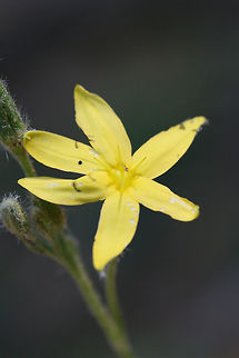 Yellow Star Grass (Hypoxis hirsuta) Growing at the top of a ridge at the edge of a dense mixed hardwood/coniferous forest in NW Georgia.
https://www.jungledragon.com/image/64915/yellow_star_grass_hypoxis_hirsuta.html
 Geotagged,Hypoxis hirsuta,Summer,United States,Yellow star grass