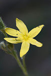 Yellow Star Grass (Hypoxis hirsuta) Growing at the top of a ridge at the edge of a dense mixed hardwood/coniferous forest in NW Georgia.<br />
https://www.jungledragon.com/image/64915/yellow_star_grass_hypoxis_hirsuta.html<br />
 Geotagged,Hypoxis hirsuta,Summer,United States,Yellow star grass