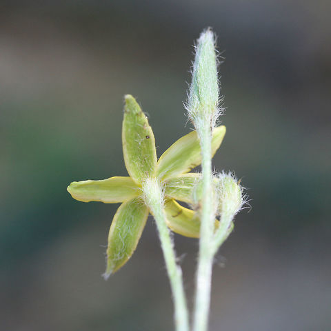 Yellow Star Grass (Hypoxis hirsuta) Growing at the top of a ridge at the edge of a dense mixed hardwood/coniferous forest in NW Georgia.
https://www.jungledragon.com/image/64914/yellow_star_grass_hypoxis_hirsuta.html
 Geotagged,Hypoxis hirsuta,Summer,United States,Yellow star grass