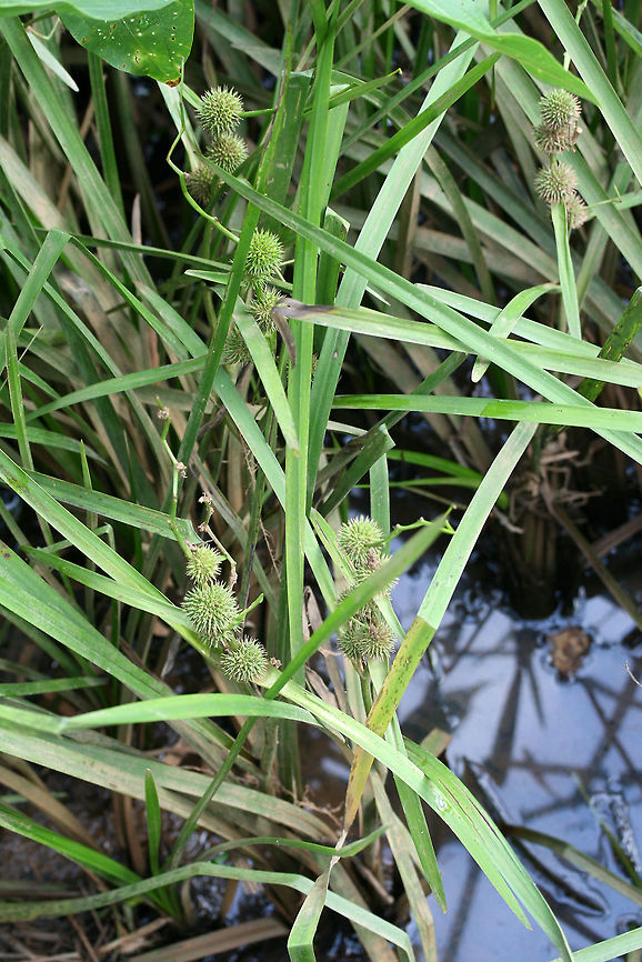Sparganium eurycarpum Growing in a wetland habitat in Gwinnett County, Georgia. Broadfruit Bur-reed,Geotagged,Giant Bur-reed,Sparganium,Sparganium eurycarpum,Summer,United States,bur-reed,wetland,wetlands