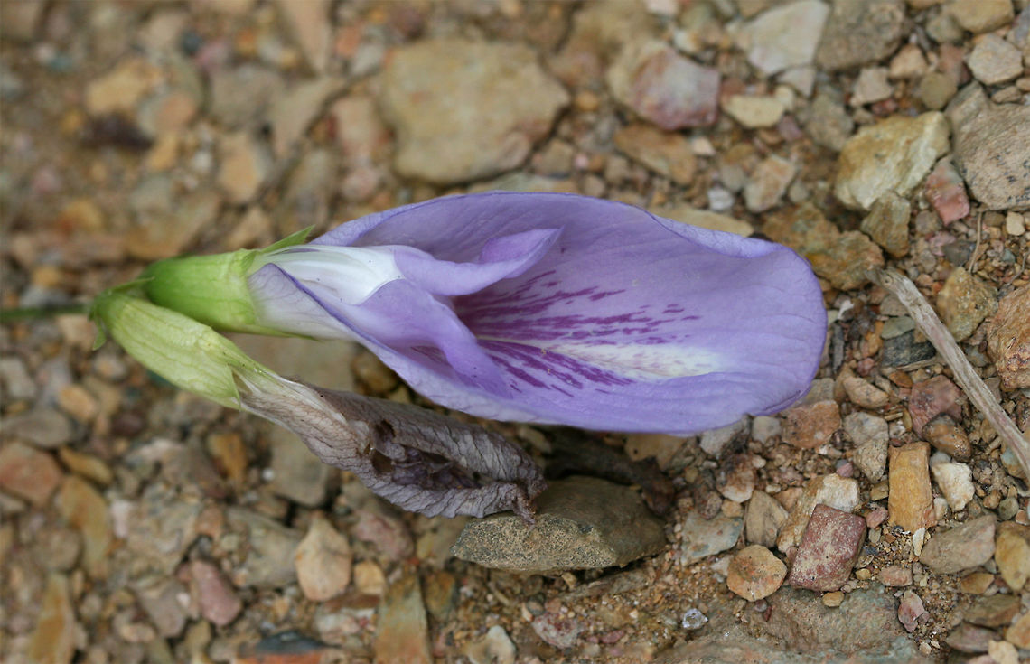 Atlantic Pigeonwings (Clitoria mariana) Growing in a disturbed area at the edge of a dense mixed hardwood/coniferous forest in NW Georgia. Atlantic pigeon wings,Clitoria mariana,Geotagged,Summer,United States