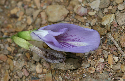 Atlantic Pigeonwings (Clitoria mariana) Growing in a disturbed area at the edge of a dense mixed hardwood/coniferous forest in NW Georgia. Atlantic pigeon wings,Clitoria mariana,Geotagged,Summer,United States