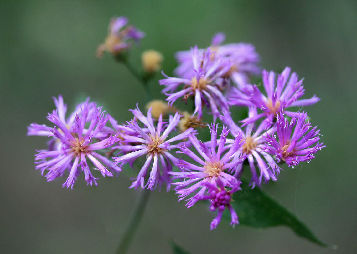 Tall Ironweed (Vernonia gigantea) Growing in a dense mixed hardwood/coniferous forest in NW Georgia (Gordon County), US.<br />
 Geotagged,Summer,United States,Vernonia gigantea