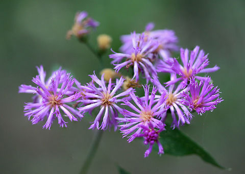 Tall Ironweed (Vernonia gigantea) Growing in a dense mixed hardwood/coniferous forest in NW Georgia (Gordon County), US.
 Geotagged,Summer,United States,Vernonia gigantea