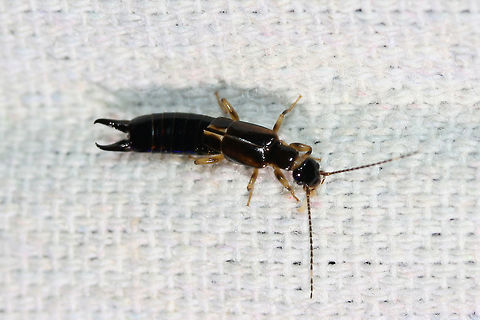The African Earwig (Euborellia cincticollis) At a UV light setup near an overgrown backyard habitat in NW Georgia (Gordon County), US.

Working on confirming this species level ID. Thanks to Pudding4brains for the ID help! Anisolabididae,Carcinophorinae,Euborellia,Euborellia cincticollis,Geotagged,Summer,United States,earwig