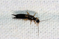The African Earwig (Euborellia cincticollis) At a UV light setup near an overgrown backyard habitat in NW Georgia (Gordon County), US.<br />
<br />
Working on confirming this species level ID. Thanks to Pudding4brains for the ID help! Anisolabididae,Carcinophorinae,Euborellia,Euborellia cincticollis,Geotagged,Summer,United States,earwig