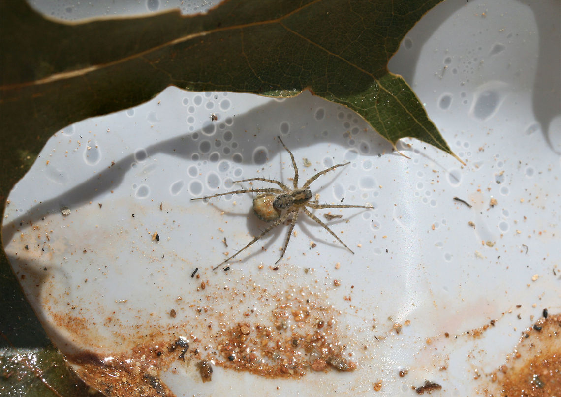 Lycosid Spider At the edge of a dense mixed hardwood/coniferous forest in NW Georgia (Gordon County). Geotagged,Summer,United States