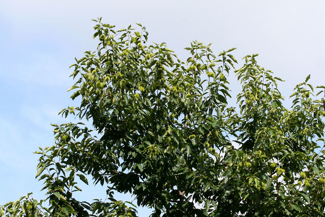 American Chestnut (Castanea dentata) In a conservation area at Berry College in Mt. Berry, Georgia. I was limited in getting any shots as there was a locked gate/fence to this area!! Maybe next time!<br />
<br />
Over 100 years ago, there were over 4 billion American Chestnut trees growing in the eastern United States. Not only was it used as lumber, but its nuts were a rich food source for many animals. <br />
<br />
Unfortunately, ecological disaster struck when Cryphonectria parasitica, an ascomycete fungus, was introduced to the American Chestnut. Thought to have been introduced from Asian trees (in an attempt to produce larger nuts), C. parasitica reduced the dominant tree species in eastern North america to near extinction in a matter of 40 years. As its Latin name implies, C. parasitica parasitizes trees. The American Chestnut is particularly susceptible to this fungus and is quickly invaded via cracks/wounds in its bark. The fungus can further grow through the cambium, eventually girdling (cutting off nutrient supply) and killing the tree.  <br />
<br />
<figure class="photo"><a href="https://www.jungledragon.com/image/64965/american_chestnut_castanea_dentata.html" title="American Chestnut (Castanea dentata)"><img src="https://s3.amazonaws.com/media.jungledragon.com/images/3231/64965_thumb.JPG?AWSAccessKeyId=05GMT0V3GWVNE7GGM1R2&Expires=1759968010&Signature=E664HMpDk4JzpC6jnU98qN7mGnU%3D" width="200" height="200" alt="American Chestnut (Castanea dentata) In a conservation area at Berry College in Mt. Berry, Georgia. I was limited in getting any shots as there was a locked gate/fence to this area!! Maybe next time!<br />
<br />
Over 100 years ago, there were over 4 billion American Chestnut trees growing in the eastern United States. Not only was it used as lumber, but its nuts were a rich food source for many animals. <br />
<br />
Unfortunately, ecological disaster struck when Cryphonectria parasitica, an ascomycete fungus, was introduced to the American Chestnut. Thought to have been introduced from Asian trees (in an attempt to produce larger nuts), C. parasitica reduced the dominant tree species in eastern North america to near extinction in a matter of 40 years. As its Latin name implies, C. parasitica parasitizes trees. The American Chestnut is particularly susceptible to this fungus and is quickly invaded via cracks/wounds in its bark. The fungus can further grow through the cambium, eventually girdling (cutting off nutrient supply) and killing the tree. <br />
<br />
https://www.jungledragon.com/image/64964/american_chestnut_castanea_dentata.html American chestnut,Castanea dentata,Geotagged,Summer,United States" /></a></figure> American chestnut,Castanea dentata,Geotagged,Summer,United States