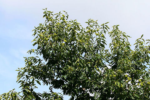 American Chestnut (Castanea dentata) In a conservation area at Berry College in Mt. Berry, Georgia. I was limited in getting any shots as there was a locked gate/fence to this area!! Maybe next time!

Over 100 years ago, there were over 4 billion American Chestnut trees growing in the eastern United States. Not only was it used as lumber, but its nuts were a rich food source for many animals. 

Unfortunately, ecological disaster struck when Cryphonectria parasitica, an ascomycete fungus, was introduced to the American Chestnut. Thought to have been introduced from Asian trees (in an attempt to produce larger nuts), C. parasitica reduced the dominant tree species in eastern North america to near extinction in a matter of 40 years. As its Latin name implies, C. parasitica parasitizes trees. The American Chestnut is particularly susceptible to this fungus and is quickly invaded via cracks/wounds in its bark. The fungus can further grow through the cambium, eventually girdling (cutting off nutrient supply) and killing the tree.  

https://www.jungledragon.com/image/64965/american_chestnut_castanea_dentata.html American chestnut,Castanea dentata,Geotagged,Summer,United States