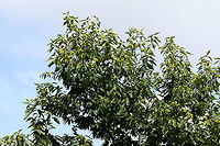 American Chestnut (Castanea dentata) In a conservation area at Berry College in Mt. Berry, Georgia. I was limited in getting any shots as there was a locked gate/fence to this area!! Maybe next time!<br />
<br />
Over 100 years ago, there were over 4 billion American Chestnut trees growing in the eastern United States. Not only was it used as lumber, but its nuts were a rich food source for many animals. <br />
<br />
Unfortunately, ecological disaster struck when Cryphonectria parasitica, an ascomycete fungus, was introduced to the American Chestnut. Thought to have been introduced from Asian trees (in an attempt to produce larger nuts), C. parasitica reduced the dominant tree species in eastern North america to near extinction in a matter of 40 years. As its Latin name implies, C. parasitica parasitizes trees. The American Chestnut is particularly susceptible to this fungus and is quickly invaded via cracks/wounds in its bark. The fungus can further grow through the cambium, eventually girdling (cutting off nutrient supply) and killing the tree.  <br />
<br />
https://www.jungledragon.com/image/64965/american_chestnut_castanea_dentata.html American chestnut,Castanea dentata,Geotagged,Summer,United States