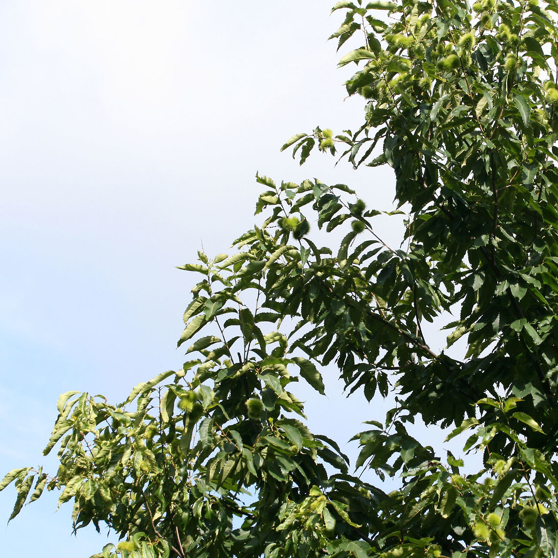 American Chestnut (Castanea dentata) In a conservation area at Berry College in Mt. Berry, Georgia. I was limited in getting any shots as there was a locked gate/fence to this area!! Maybe next time!<br />
<br />
Over 100 years ago, there were over 4 billion American Chestnut trees growing in the eastern United States. Not only was it used as lumber, but its nuts were a rich food source for many animals. <br />
<br />
Unfortunately, ecological disaster struck when Cryphonectria parasitica, an ascomycete fungus, was introduced to the American Chestnut. Thought to have been introduced from Asian trees (in an attempt to produce larger nuts), C. parasitica reduced the dominant tree species in eastern North america to near extinction in a matter of 40 years. As its Latin name implies, C. parasitica parasitizes trees. The American Chestnut is particularly susceptible to this fungus and is quickly invaded via cracks/wounds in its bark. The fungus can further grow through the cambium, eventually girdling (cutting off nutrient supply) and killing the tree. <br />
<br />
<figure class="photo"><a href="https://www.jungledragon.com/image/64964/american_chestnut_castanea_dentata.html" title="American Chestnut (Castanea dentata)"><img src="https://s3.amazonaws.com/media.jungledragon.com/images/3231/64964_thumb.JPG?AWSAccessKeyId=05GMT0V3GWVNE7GGM1R2&Expires=1759968010&Signature=B%2Bzqvnp7QmMrb%2Fk22zoCvhV4akY%3D" width="200" height="134" alt="American Chestnut (Castanea dentata) In a conservation area at Berry College in Mt. Berry, Georgia. I was limited in getting any shots as there was a locked gate/fence to this area!! Maybe next time!<br />
<br />
Over 100 years ago, there were over 4 billion American Chestnut trees growing in the eastern United States. Not only was it used as lumber, but its nuts were a rich food source for many animals. <br />
<br />
Unfortunately, ecological disaster struck when Cryphonectria parasitica, an ascomycete fungus, was introduced to the American Chestnut. Thought to have been introduced from Asian trees (in an attempt to produce larger nuts), C. parasitica reduced the dominant tree species in eastern North america to near extinction in a matter of 40 years. As its Latin name implies, C. parasitica parasitizes trees. The American Chestnut is particularly susceptible to this fungus and is quickly invaded via cracks/wounds in its bark. The fungus can further grow through the cambium, eventually girdling (cutting off nutrient supply) and killing the tree.  <br />
<br />
https://www.jungledragon.com/image/64965/american_chestnut_castanea_dentata.html American chestnut,Castanea dentata,Geotagged,Summer,United States" /></a></figure> American chestnut,Castanea dentata,Geotagged,Summer,United States