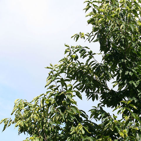American Chestnut (Castanea dentata) In a conservation area at Berry College in Mt. Berry, Georgia. I was limited in getting any shots as there was a locked gate/fence to this area!! Maybe next time!

Over 100 years ago, there were over 4 billion American Chestnut trees growing in the eastern United States. Not only was it used as lumber, but its nuts were a rich food source for many animals. 

Unfortunately, ecological disaster struck when Cryphonectria parasitica, an ascomycete fungus, was introduced to the American Chestnut. Thought to have been introduced from Asian trees (in an attempt to produce larger nuts), C. parasitica reduced the dominant tree species in eastern North america to near extinction in a matter of 40 years. As its Latin name implies, C. parasitica parasitizes trees. The American Chestnut is particularly susceptible to this fungus and is quickly invaded via cracks/wounds in its bark. The fungus can further grow through the cambium, eventually girdling (cutting off nutrient supply) and killing the tree. 

https://www.jungledragon.com/image/64964/american_chestnut_castanea_dentata.html American chestnut,Castanea dentata,Geotagged,Summer,United States