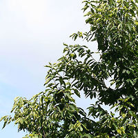 American Chestnut (Castanea dentata) In a conservation area at Berry College in Mt. Berry, Georgia. I was limited in getting any shots as there was a locked gate/fence to this area!! Maybe next time!<br />
<br />
Over 100 years ago, there were over 4 billion American Chestnut trees growing in the eastern United States. Not only was it used as lumber, but its nuts were a rich food source for many animals. <br />
<br />
Unfortunately, ecological disaster struck when Cryphonectria parasitica, an ascomycete fungus, was introduced to the American Chestnut. Thought to have been introduced from Asian trees (in an attempt to produce larger nuts), C. parasitica reduced the dominant tree species in eastern North america to near extinction in a matter of 40 years. As its Latin name implies, C. parasitica parasitizes trees. The American Chestnut is particularly susceptible to this fungus and is quickly invaded via cracks/wounds in its bark. The fungus can further grow through the cambium, eventually girdling (cutting off nutrient supply) and killing the tree. <br />
<br />
https://www.jungledragon.com/image/64964/american_chestnut_castanea_dentata.html American chestnut,Castanea dentata,Geotagged,Summer,United States
