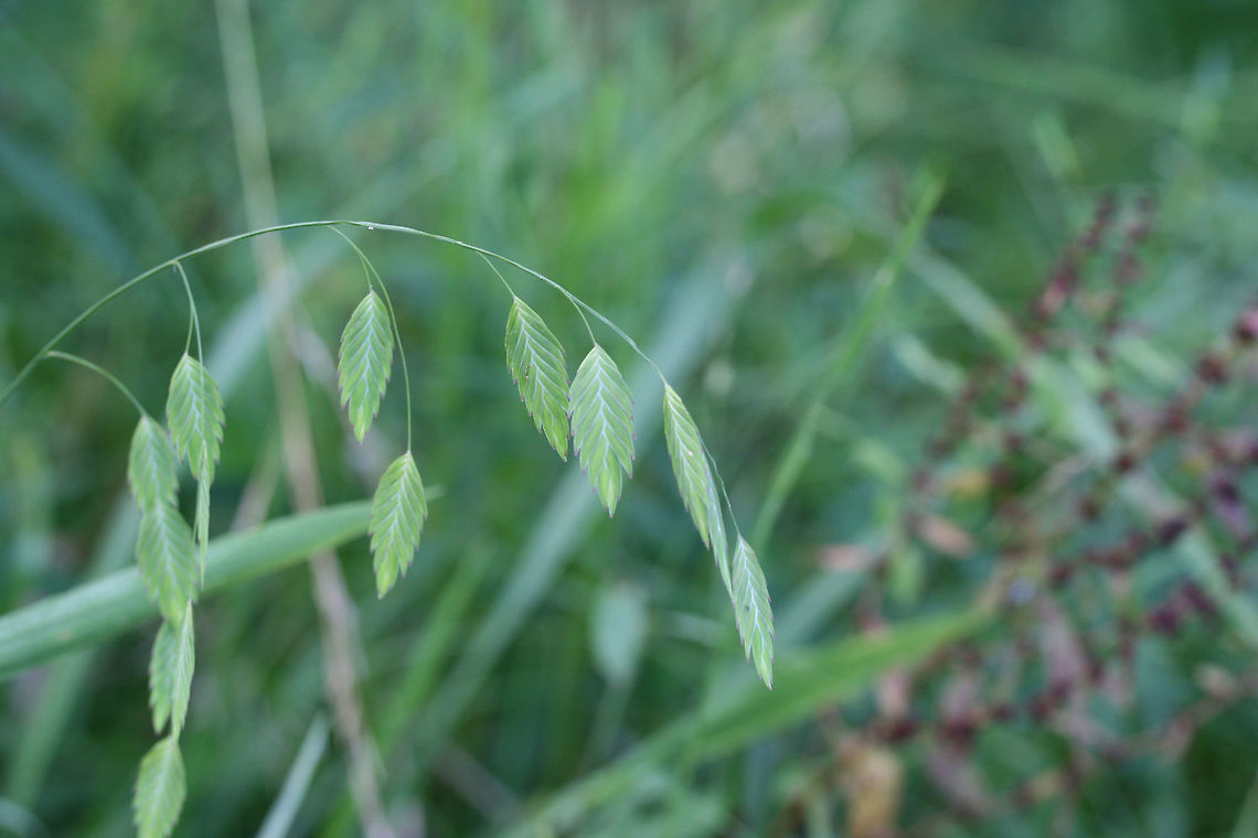 River Oats (Chasmanthium latifolium) NATIVE. Growing at a saturated edge of an overgrown backyard habitat in NW Georgia.<br />
<figure class="photo"><a href="https://www.jungledragon.com/image/64967/river_oats_chasmanthium_latifolium.html" title="River Oats (Chasmanthium latifolium)"><img src="https://s3.amazonaws.com/media.jungledragon.com/images/3231/64967_thumb.jpg?AWSAccessKeyId=05GMT0V3GWVNE7GGM1R2&Expires=1763596810&Signature=lO%2BYJW%2FYQ5NzIYKnCnTzhHmv%2BCk%3D" width="200" height="200" alt="River Oats (Chasmanthium latifolium) NATIVE. Growing at a saturated edge of an overgrown backyard habitat in NW Georgia.<br />
https://www.jungledragon.com/image/64966/river_oats_chasmanthium_latifolium.html" /></a></figure><br />
 Chasmanthium latifolium,Geotagged,Summer,United States
