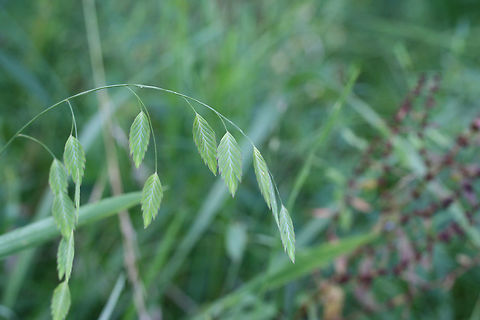 River Oats (Chasmanthium latifolium) NATIVE. Growing at a saturated edge of an overgrown backyard habitat in NW Georgia.
https://www.jungledragon.com/image/64967/river_oats_chasmanthium_latifolium.html
 Chasmanthium latifolium,Geotagged,Summer,United States