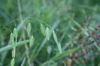 River Oats (Chasmanthium latifolium) NATIVE. Growing at a saturated edge of an overgrown backyard habitat in NW Georgia.<br />
https://www.jungledragon.com/image/64967/river_oats_chasmanthium_latifolium.html<br />
 Chasmanthium latifolium,Geotagged,Summer,United States