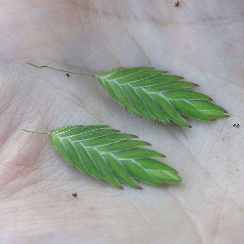 River Oats (Chasmanthium latifolium) NATIVE. Growing at a saturated edge of an overgrown backyard habitat in NW Georgia.
https://www.jungledragon.com/image/64966/river_oats_chasmanthium_latifolium.html