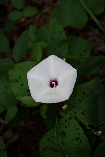 Wild Potato Vine (Ipomoea pandurata) NATIVE. Growing on a dirt roadside at the edge of a dense mixed hardwood/coniferous forest in NW Georgia (Gordon County).
https://www.jungledragon.com/image/64969/wild_potato_vine_ipomoea_pandurata.html Geotagged,Ipomoea pandurata,Summer,United States,Wild Potato Vine