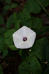Wild Potato Vine (Ipomoea pandurata) NATIVE. Growing on a dirt roadside at the edge of a dense mixed hardwood/coniferous forest in NW Georgia (Gordon County).<br />
https://www.jungledragon.com/image/64969/wild_potato_vine_ipomoea_pandurata.html Geotagged,Ipomoea pandurata,Summer,United States,Wild Potato Vine