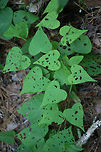 Wild Potato Vine (Ipomoea pandurata) Growing on a dirt roadside at the edge of a dense mixed hardwood/coniferous forest in NW Georgia (Gordon County).<br />
https://www.jungledragon.com/image/64968/wild_potato_vine_ipomoea_pandurata.html Geotagged,Ipomoea pandurata,Summer,United States,Wild Potato Vine