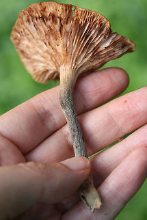 Ringless Honey Mushrooms (Armillaria tabescens) Growing in a backyard habitat in NW Georgia.
This species is differentiated from Armillaria mellea (and other species) by its lack of an annulus around the stipe.
https://www.jungledragon.com/image/64974/ringless_honey_mushrooms_armillaria_tabescens.html
 Armillaria tabescens,Geotagged,Ringless Honey Mushroom,Summer,United States