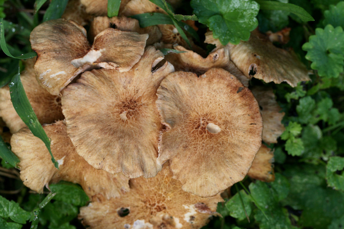 Ringless Honey Mushrooms (Armillaria tabescens) Growing in a backyard habitat in NW Georgia.<br />
This species is differentiated from Armillaria mellea (and other species) by its lack of an annulus around the stipe.<br />
<figure class="photo"><a href="https://www.jungledragon.com/image/64973/ringless_honey_mushrooms_armillaria_tabescens.html" title="Ringless Honey Mushrooms (Armillaria tabescens)"><img src="https://s3.amazonaws.com/media.jungledragon.com/images/3231/64973_thumb.jpg?AWSAccessKeyId=05GMT0V3GWVNE7GGM1R2&Expires=1759968010&Signature=4j%2BrWTXUY0lpIt09fcXqhWaaiLI%3D" width="102" height="152" alt="Ringless Honey Mushrooms (Armillaria tabescens) Growing in a backyard habitat in NW Georgia.<br />
This species is differentiated from Armillaria mellea (and other species) by its lack of an annulus around the stipe.<br />
https://www.jungledragon.com/image/64974/ringless_honey_mushrooms_armillaria_tabescens.html<br />
 Armillaria tabescens,Geotagged,Ringless Honey Mushroom,Summer,United States" /></a></figure><br />
 Armillaria tabescens,Geotagged,Ringless Honey Mushroom,Summer,United States