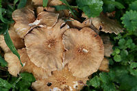 Ringless Honey Mushrooms (Armillaria tabescens) Growing in a backyard habitat in NW Georgia.<br />
This species is differentiated from Armillaria mellea (and other species) by its lack of an annulus around the stipe.<br />
https://www.jungledragon.com/image/64973/ringless_honey_mushrooms_armillaria_tabescens.html<br />
Armillaria tabescens,Geotagged,Ringless Honey Mushroom,Summer,United States
