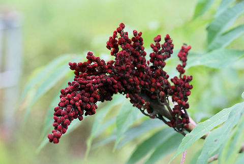 Smooth Sumac (Rhus glabra) Growing near a wetland habitat in Floyd County, GA.
https://www.jungledragon.com/image/64977/smooth_sumac_rhus_glabra.html
https://www.jungledragon.com/image/64976/smooth_sumac_rhus_glabra.html Geotagged,Rhus glabra,Smooth sumac,Summer,United States