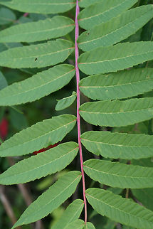 Smooth Sumac (Rhus glabra) Growing near a wetland habitat in Floyd County, GA.
https://www.jungledragon.com/image/64975/smooth_sumac_rhus_glabra.html
https://www.jungledragon.com/image/64977/smooth_sumac_rhus_glabra.html Geotagged,Rhus glabra,Smooth sumac,Summer,United States