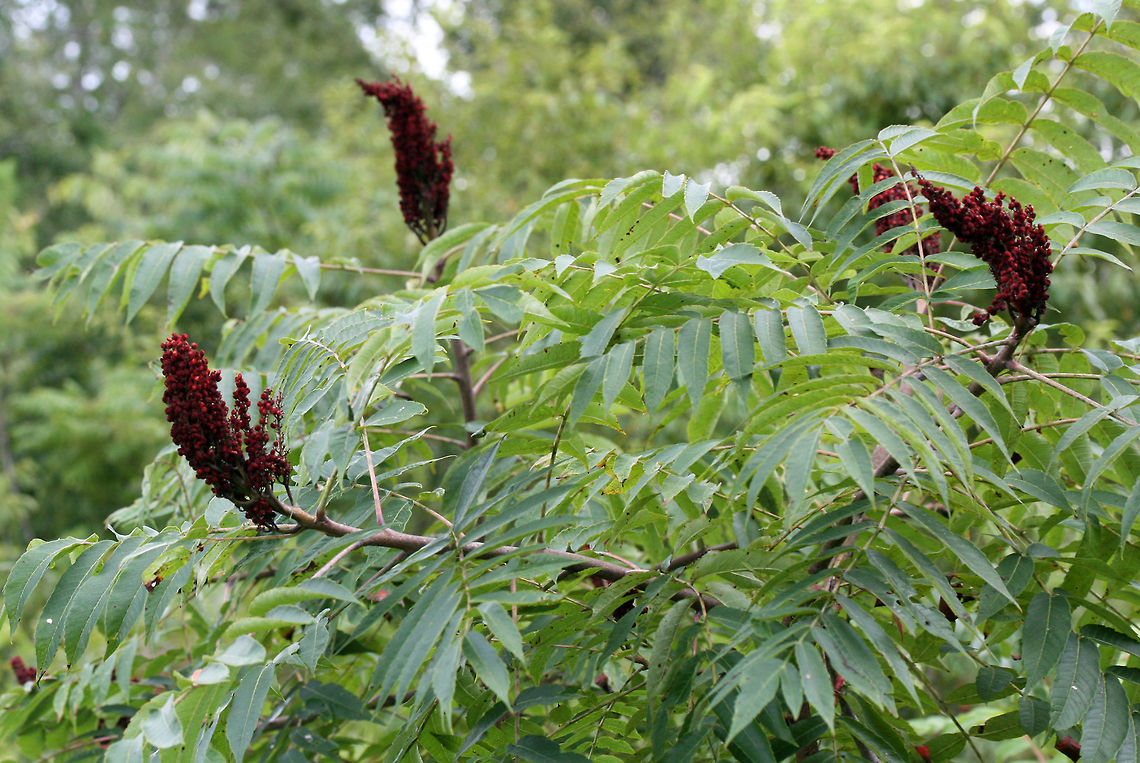 Smooth Sumac (Rhus glabra) Growing near a wetland habitat in Floyd County, GA.<br />
<figure class="photo"><a href="https://www.jungledragon.com/image/64975/smooth_sumac_rhus_glabra.html" title="Smooth Sumac (Rhus glabra)"><img src="https://s3.amazonaws.com/media.jungledragon.com/images/3231/64975_thumb.jpg?AWSAccessKeyId=05GMT0V3GWVNE7GGM1R2&Expires=1767225610&Signature=rEGdBHJlfM5FiwlLqXg8tK%2FLv7M%3D" width="200" height="136" alt="Smooth Sumac (Rhus glabra) Growing near a wetland habitat in Floyd County, GA.<br />
https://www.jungledragon.com/image/64977/smooth_sumac_rhus_glabra.html<br />
https://www.jungledragon.com/image/64976/smooth_sumac_rhus_glabra.html Geotagged,Rhus glabra,Smooth sumac,Summer,United States" /></a></figure><br />
<figure class="photo"><a href="https://www.jungledragon.com/image/64976/smooth_sumac_rhus_glabra.html" title="Smooth Sumac (Rhus glabra)"><img src="https://s3.amazonaws.com/media.jungledragon.com/images/3231/64976_thumb.jpg?AWSAccessKeyId=05GMT0V3GWVNE7GGM1R2&Expires=1767225610&Signature=5A9o9obf2Ti%2BR6jlJROWK5jX5XI%3D" width="102" height="152" alt="Smooth Sumac (Rhus glabra) Growing near a wetland habitat in Floyd County, GA.<br />
https://www.jungledragon.com/image/64975/smooth_sumac_rhus_glabra.html<br />
https://www.jungledragon.com/image/64977/smooth_sumac_rhus_glabra.html Geotagged,Rhus glabra,Smooth sumac,Summer,United States" /></a></figure> Geotagged,Rhus glabra,Smooth sumac,Summer,United States