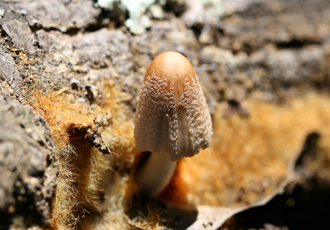 Fire Rug Inkcap (Coprinellus domesticus/Coprinellus radians) Small tan mushroom with a shaggy, orange to gold fungal ozonium (mycelial mat) growing on a hardwood log. Coprinellus domesticus and Coprinellus radians both lay down bright orange to rust colored mycelial mats called ozonium. Fruiting bodies are capable of erupting from this mycelial mat. Species level identification requires microscopy (looking at spore length), but I will be leaving it at C. domesticus at this point.<br />
<figure class="photo"><a href="https://www.jungledragon.com/image/64980/fire_rug_inkcap_coprinellus_domesticuscoprinellus_radians.html" title="Fire Rug Inkcap (Coprinellus domesticus/Coprinellus radians)"><img src="https://s3.amazonaws.com/media.jungledragon.com/images/3231/64980_thumb.jpg?AWSAccessKeyId=05GMT0V3GWVNE7GGM1R2&Expires=1759968010&Signature=QMxn1WcsOqSsZJiSe6f6biddTPA%3D" width="200" height="134" alt="Fire Rug Inkcap (Coprinellus domesticus/Coprinellus radians) Small tan mushroom with a shaggy, orange to gold fungal ozonium (mycelial mat) growing on a hardwood log. Coprinellus domesticus and Coprinellus radians both lay down bright orange to rust colored mycelial mats called ozonium. Fruiting bodies are capable of erupting from this mycelial mat. Species level identification requires microscopy (looking at spore length), but I will be leaving it at C. domesticus at this point.<br />
https://www.jungledragon.com/image/64979/fire_rug_inkcap_coprinellus_domesticuscoprinellus_radians.html Coprinellus domesticus,Firerug inkcap,Geotagged,Summer,United States" /></a></figure> Coprinellus domesticus,Firerug inkcap,Geotagged,Summer,United States