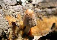 Fire Rug Inkcap (Coprinellus domesticus/Coprinellus radians) Small tan mushroom with a shaggy, orange to gold fungal ozonium (mycelial mat) growing on a hardwood log. Coprinellus domesticus and Coprinellus radians both lay down bright orange to rust colored mycelial mats called ozonium. Fruiting bodies are capable of erupting from this mycelial mat. Species level identification requires microscopy (looking at spore length), but I will be leaving it at C. domesticus at this point.<br />
https://www.jungledragon.com/image/64980/fire_rug_inkcap_coprinellus_domesticuscoprinellus_radians.html Coprinellus domesticus,Firerug inkcap,Geotagged,Summer,United States