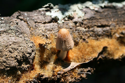 Fire Rug Inkcap (Coprinellus domesticus/Coprinellus radians) Small tan mushroom with a shaggy, orange to gold fungal ozonium (mycelial mat) growing on a hardwood log. Coprinellus domesticus and Coprinellus radians both lay down bright orange to rust colored mycelial mats called ozonium. Fruiting bodies are capable of erupting from this mycelial mat. Species level identification requires microscopy (looking at spore length), but I will be leaving it at C. domesticus at this point.
https://www.jungledragon.com/image/64979/fire_rug_inkcap_coprinellus_domesticuscoprinellus_radians.html Coprinellus domesticus,Firerug inkcap,Geotagged,Summer,United States