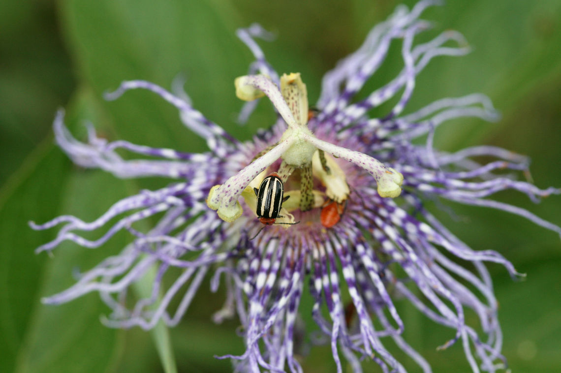 Pigweed Flea Beetle (Disonycha glabrata) On Passiflora incarnata in a wetland habitat in NW Georgia (Floyd County), US.<br />
<br />
Keyed out with "The Leaf Beetles of Alabama (Coleoptera: Chrysomelidae)." Disonycha,Disonycha glabrata,Geotagged,Summer,United States,coleoptera,flea beetle,wetland,wetlands