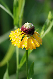 Southern Sneezeweed (Helenium flexuosum) NATIVE. Growing in an overgrown meadow/backyard in NW Georgia (Gordon County), US.
https://www.jungledragon.com/image/64986/southern_sneezeweed_helenium_flexuosum.html Geotagged,Helenium flexuosum,Summer,United States