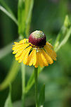 Southern Sneezeweed (Helenium flexuosum) NATIVE. Growing in an overgrown meadow/backyard in NW Georgia (Gordon County), US.<br />
https://www.jungledragon.com/image/64986/southern_sneezeweed_helenium_flexuosum.html Geotagged,Helenium flexuosum,Summer,United States