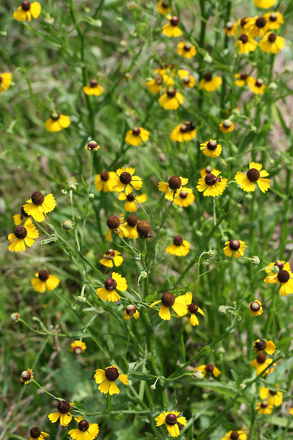 Southern Sneezeweed (Helenium flexuosum) NATIVE. Growing in an overgrown meadow/backyard in NW Georgia (Gordon County), US.<br />
<figure class="photo"><a href="https://www.jungledragon.com/image/64985/southern_sneezeweed_helenium_flexuosum.html" title="Southern Sneezeweed (Helenium flexuosum)"><img src="https://s3.amazonaws.com/media.jungledragon.com/images/3231/64985_thumb.jpg?AWSAccessKeyId=05GMT0V3GWVNE7GGM1R2&Expires=1759968010&Signature=K%2Fk%2BoxJkobuXvv%2FwkjM%2Bl3QfoAE%3D" width="102" height="152" alt="Southern Sneezeweed (Helenium flexuosum) NATIVE. Growing in an overgrown meadow/backyard in NW Georgia (Gordon County), US.<br />
https://www.jungledragon.com/image/64986/southern_sneezeweed_helenium_flexuosum.html Geotagged,Helenium flexuosum,Summer,United States" /></a></figure><br />
<br />
 Geotagged,Helenium flexuosum,Summer,United States