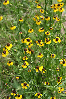 Southern Sneezeweed (Helenium flexuosum) NATIVE. Growing in an overgrown meadow/backyard in NW Georgia (Gordon County), US.
https://www.jungledragon.com/image/64985/southern_sneezeweed_helenium_flexuosum.html

 Geotagged,Helenium flexuosum,Summer,United States