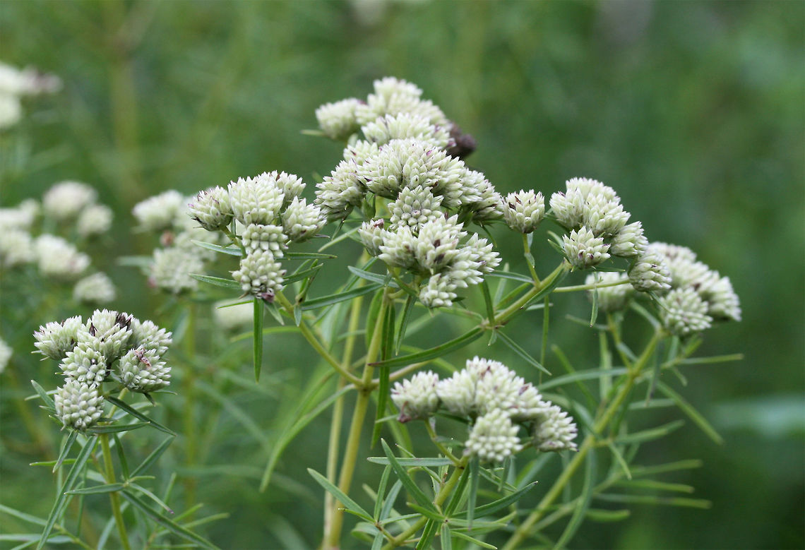 Narrowleaf Mountainmint (Pycnanthemum tenuifolium) In a wetland habitat in NW Georgia (Floyd County), US.<br />
<br />
Can&#039;t wait to go back and see these in bloom!<br />
<figure class="photo"><a href="https://www.jungledragon.com/image/64990/narrowleaf_mountainmint_pycnanthemum_tenuifolium.html" title="Narrowleaf Mountainmint (Pycnanthemum tenuifolium)"><img src="https://s3.amazonaws.com/media.jungledragon.com/images/3231/64990_thumb.jpg?AWSAccessKeyId=05GMT0V3GWVNE7GGM1R2&Expires=1759968010&Signature=3W%2BPhugWkkkAw9bDikrZW7GjEeg%3D" width="200" height="200" alt="Narrowleaf Mountainmint (Pycnanthemum tenuifolium) In a wetland habitat in NW Georgia (Floyd County), US.<br />
<br />
Can&#039;t wait to go back and see these in bloom!<br />
https://www.jungledragon.com/image/64988/narrowleaf_mountainmint_pycnanthemum_tenuifolium.html<br />
https://www.jungledragon.com/image/64989/narrowleaf_mountainmint_pycnanthemum_tenuifolium.html Geotagged,Pycnanthemum tenuifolium,Summer,United States,wetland,wetlands" /></a></figure><br />
<figure class="photo"><a href="https://www.jungledragon.com/image/64989/narrowleaf_mountainmint_pycnanthemum_tenuifolium.html" title="Narrowleaf Mountainmint (Pycnanthemum tenuifolium)"><img src="https://s3.amazonaws.com/media.jungledragon.com/images/3231/64989_thumb.jpg?AWSAccessKeyId=05GMT0V3GWVNE7GGM1R2&Expires=1759968010&Signature=zrBiW1mYpapAqk1yvVCrExzlLF8%3D" width="200" height="134" alt="Narrowleaf Mountainmint (Pycnanthemum tenuifolium) In a wetland habitat in NW Georgia (Floyd County), US.<br />
<br />
Can&#039;t wait to go back and see these in bloom!<br />
https://www.jungledragon.com/image/64988/narrowleaf_mountainmint_pycnanthemum_tenuifolium.html<br />
https://www.jungledragon.com/image/64990/narrowleaf_mountainmint_pycnanthemum_tenuifolium.html Geotagged,Pycnanthemum tenuifolium,Summer,United States" /></a></figure> Geotagged,Pycnanthemum tenuifolium,Summer,United States,wetland,wetlands