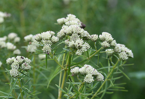 Narrowleaf Mountainmint (Pycnanthemum tenuifolium) In a wetland habitat in NW Georgia (Floyd County), US.

Can't wait to go back and see these in bloom!
https://www.jungledragon.com/image/64990/narrowleaf_mountainmint_pycnanthemum_tenuifolium.html
https://www.jungledragon.com/image/64989/narrowleaf_mountainmint_pycnanthemum_tenuifolium.html Geotagged,Pycnanthemum tenuifolium,Summer,United States,wetland,wetlands