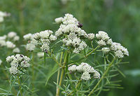 Narrowleaf Mountainmint (Pycnanthemum tenuifolium) In a wetland habitat in NW Georgia (Floyd County), US.<br />
<br />
Can't wait to go back and see these in bloom!<br />
https://www.jungledragon.com/image/64990/narrowleaf_mountainmint_pycnanthemum_tenuifolium.html<br />
https://www.jungledragon.com/image/64989/narrowleaf_mountainmint_pycnanthemum_tenuifolium.html Geotagged,Pycnanthemum tenuifolium,Summer,United States,wetland,wetlands