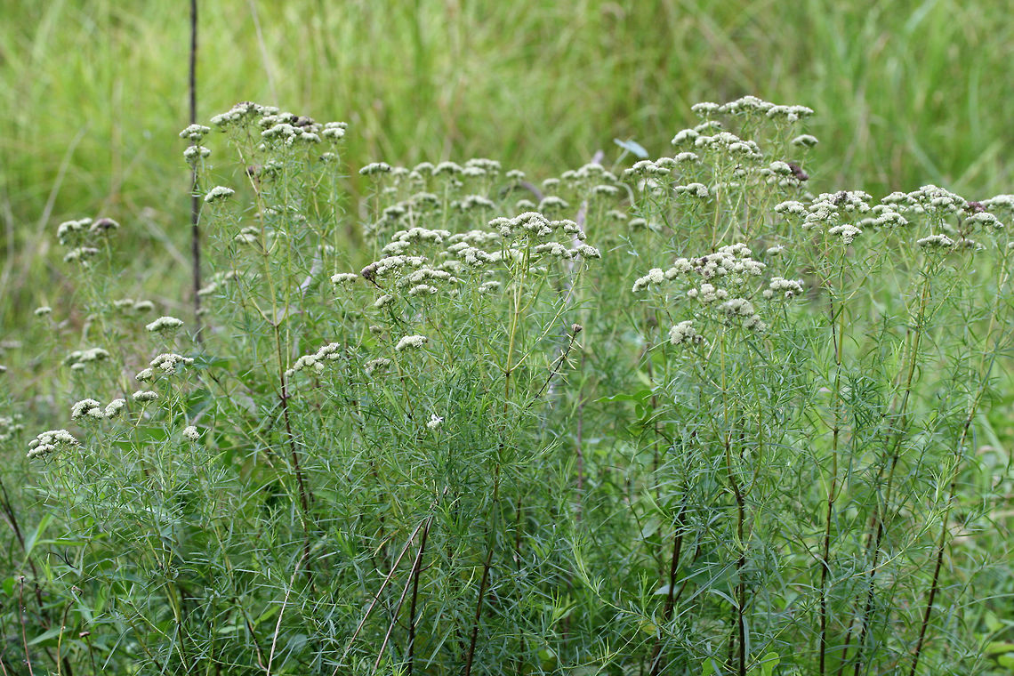 Narrowleaf Mountainmint (Pycnanthemum tenuifolium) In a wetland habitat in NW Georgia (Floyd County), US.<br />
<br />
Can&#039;t wait to go back and see these in bloom!<br />
<figure class="photo"><a href="https://www.jungledragon.com/image/64988/narrowleaf_mountainmint_pycnanthemum_tenuifolium.html" title="Narrowleaf Mountainmint (Pycnanthemum tenuifolium)"><img src="https://s3.amazonaws.com/media.jungledragon.com/images/3231/64988_thumb.jpg?AWSAccessKeyId=05GMT0V3GWVNE7GGM1R2&Expires=1769040010&Signature=wmGY2B0Iyk5QJvCii1L42d8zxdg%3D" width="200" height="138" alt="Narrowleaf Mountainmint (Pycnanthemum tenuifolium) In a wetland habitat in NW Georgia (Floyd County), US.<br />
<br />
Can&#039;t wait to go back and see these in bloom!<br />
https://www.jungledragon.com/image/64990/narrowleaf_mountainmint_pycnanthemum_tenuifolium.html<br />
https://www.jungledragon.com/image/64989/narrowleaf_mountainmint_pycnanthemum_tenuifolium.html Geotagged,Pycnanthemum tenuifolium,Summer,United States,wetland,wetlands" /></a></figure><br />
<figure class="photo"><a href="https://www.jungledragon.com/image/64990/narrowleaf_mountainmint_pycnanthemum_tenuifolium.html" title="Narrowleaf Mountainmint (Pycnanthemum tenuifolium)"><img src="https://s3.amazonaws.com/media.jungledragon.com/images/3231/64990_thumb.jpg?AWSAccessKeyId=05GMT0V3GWVNE7GGM1R2&Expires=1769040010&Signature=YF0gE3Q5A5t%2BGCTWvCcIA%2F7aUZk%3D" width="200" height="200" alt="Narrowleaf Mountainmint (Pycnanthemum tenuifolium) In a wetland habitat in NW Georgia (Floyd County), US.<br />
<br />
Can&#039;t wait to go back and see these in bloom!<br />
https://www.jungledragon.com/image/64988/narrowleaf_mountainmint_pycnanthemum_tenuifolium.html<br />
https://www.jungledragon.com/image/64989/narrowleaf_mountainmint_pycnanthemum_tenuifolium.html Geotagged,Pycnanthemum tenuifolium,Summer,United States,wetland,wetlands" /></a></figure> Geotagged,Pycnanthemum tenuifolium,Summer,United States