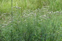 Narrowleaf Mountainmint (Pycnanthemum tenuifolium) In a wetland habitat in NW Georgia (Floyd County), US.<br />
<br />
Can't wait to go back and see these in bloom!<br />
https://www.jungledragon.com/image/64988/narrowleaf_mountainmint_pycnanthemum_tenuifolium.html<br />
https://www.jungledragon.com/image/64990/narrowleaf_mountainmint_pycnanthemum_tenuifolium.html Geotagged,Pycnanthemum tenuifolium,Summer,United States