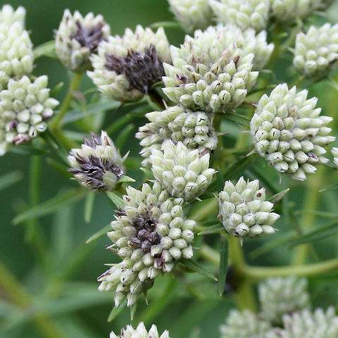 Narrowleaf Mountainmint (Pycnanthemum tenuifolium) In a wetland habitat in NW Georgia (Floyd County), US.

Can't wait to go back and see these in bloom!
https://www.jungledragon.com/image/64988/narrowleaf_mountainmint_pycnanthemum_tenuifolium.html
https://www.jungledragon.com/image/64989/narrowleaf_mountainmint_pycnanthemum_tenuifolium.html Geotagged,Pycnanthemum tenuifolium,Summer,United States,wetland,wetlands