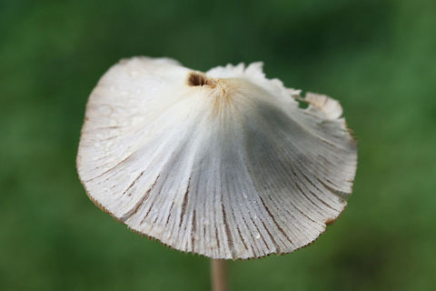 White Dunce Cap (Conocybe apala albipes) Growing in wood chips/grass in a front yard habitat in NW Georgia (Gordon County), US.

Very fragile, white stem covered in white fuzz/hairs from the apex to the middle of the stem. Spores are a rusty, cinnamony, dark pink. Conocybe apala,Geotagged,Summer,United States
