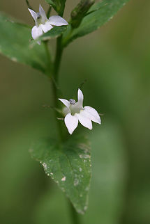 Indian Tobacco (Lobelia inflata) Growing along roadsides near a dense mixed hardwood/coniferous forest in NW Georgia. Geotagged,Indian tobacco,Lobelia inflata,Summer,United States